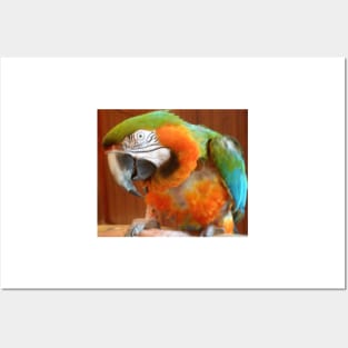 Harlequin Macaw Posters and Art